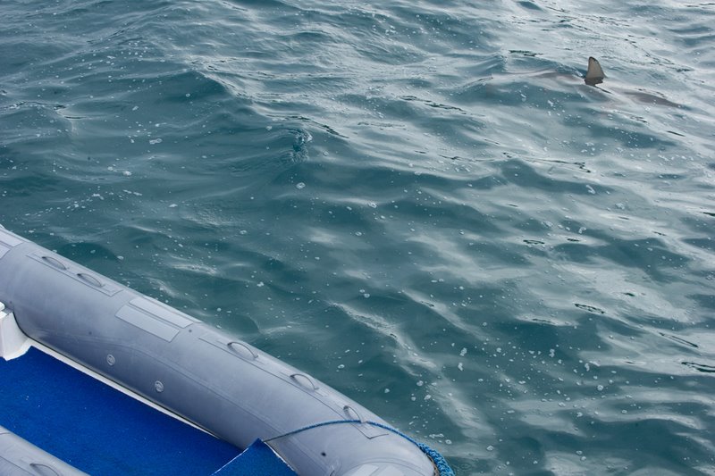 There's Sharks? Let's Go for a Swim