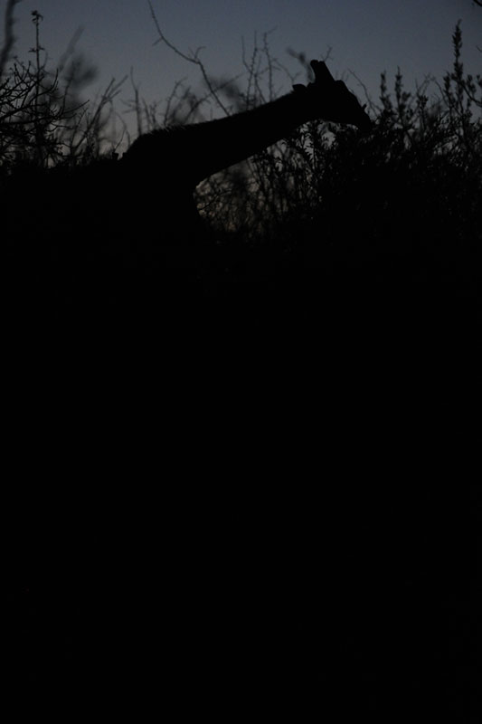 Sundown at Phinda, South Africa
