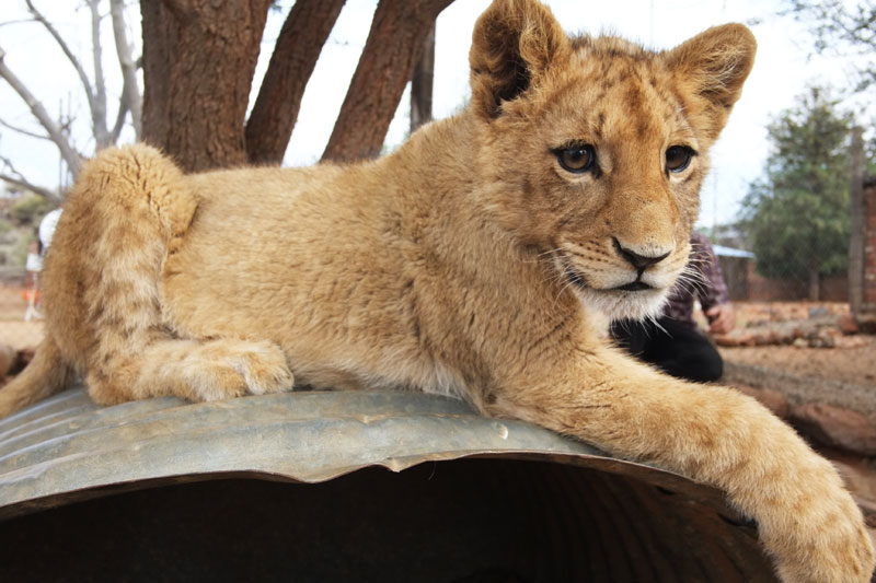 Holding Baby Lions in South Africa