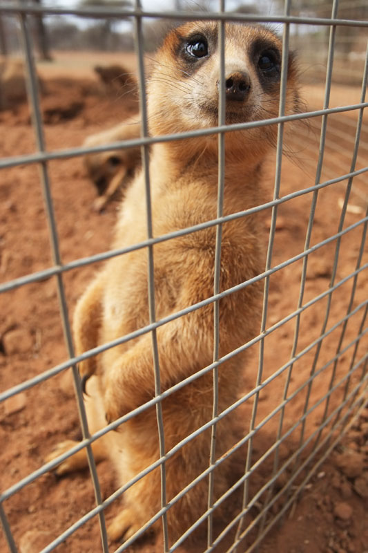 Meerkats in South Africa